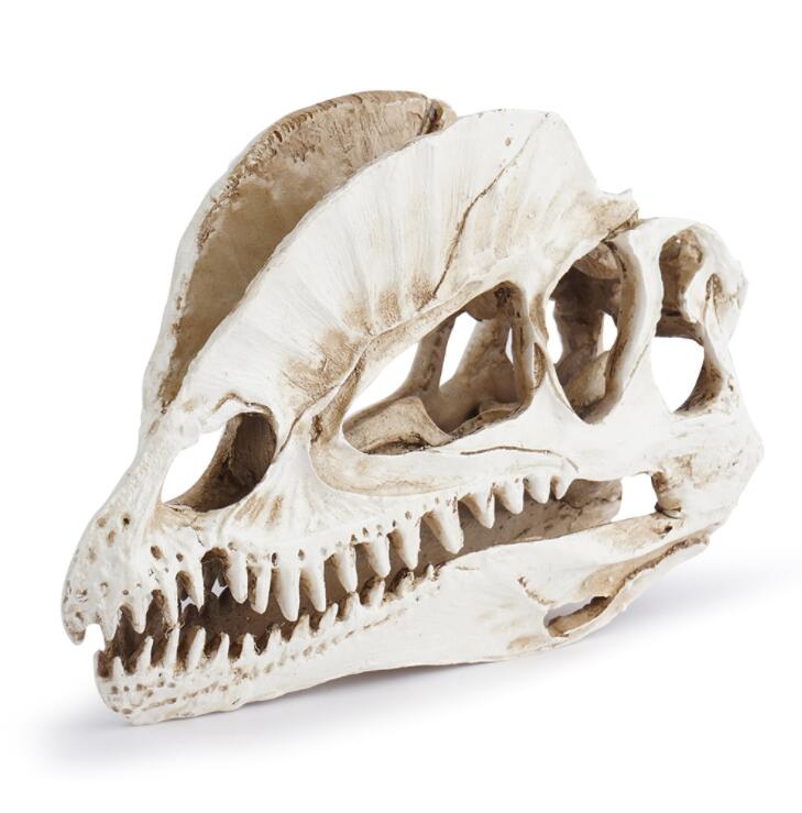 Dilophosaurus Skeleton Model R - Home Office Gear review and price