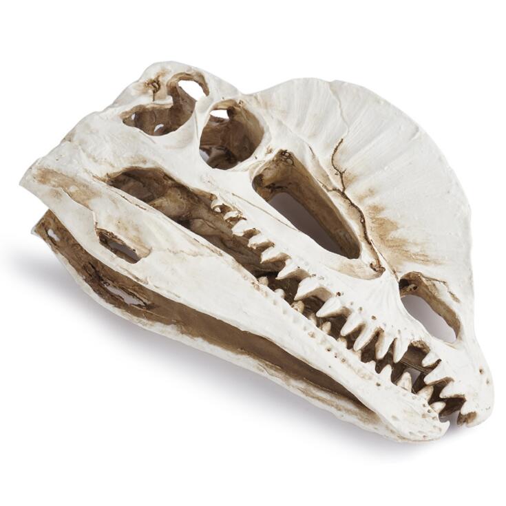 Dilophosaurus Skeleton Model R - Home Office Gear review and price
